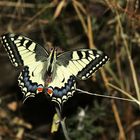 Papilio machaon