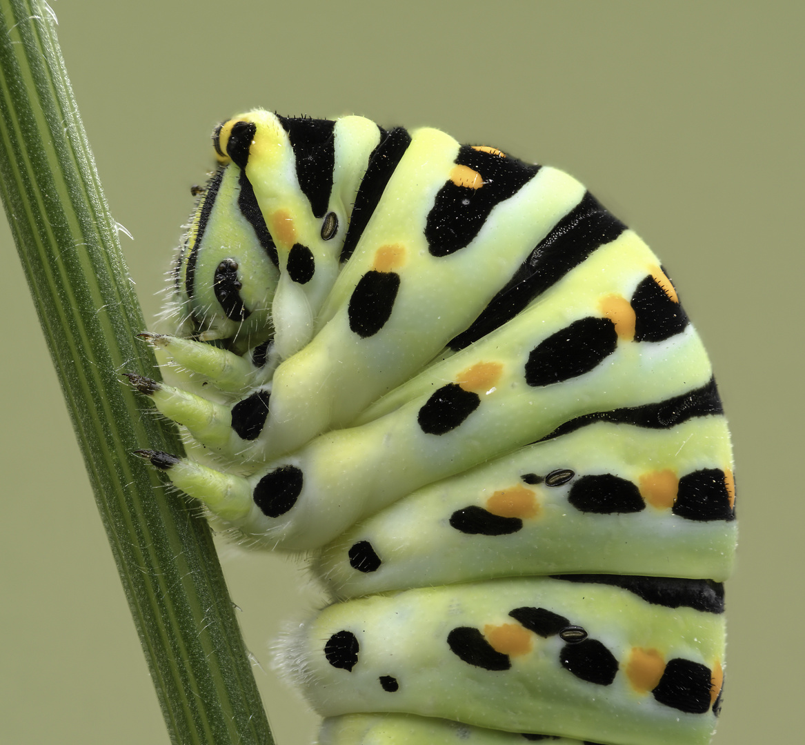 Papilio machaon