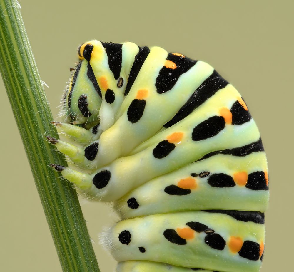 Papilio machaon