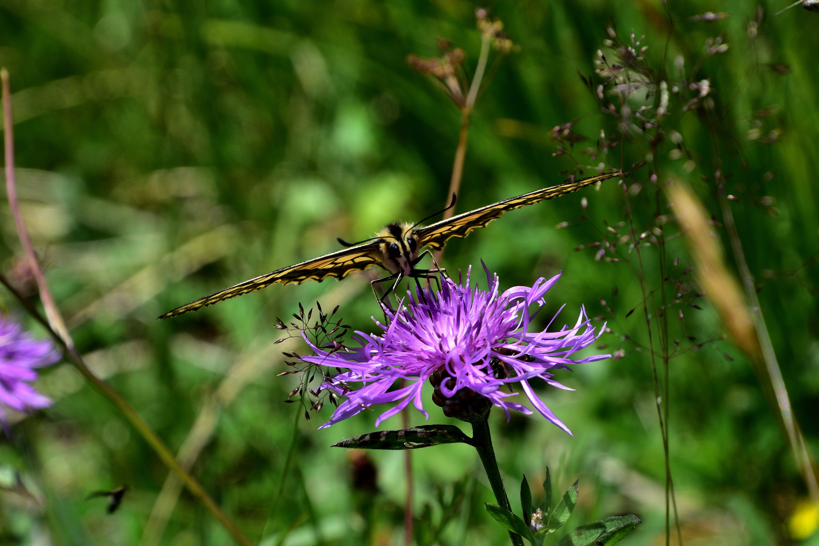 Papilio Machaon