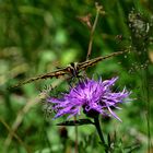 Papilio Machaon