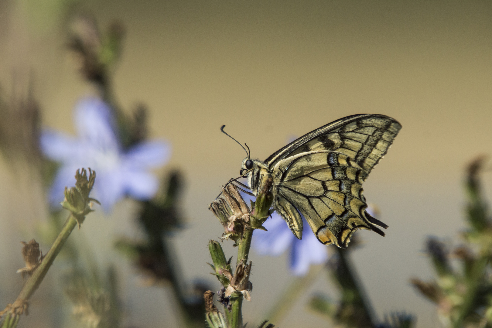 Papilio machaon