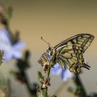 Papilio machaon