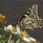 Papilio machaon