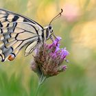 Papilio machaon