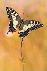 Papilio machaon