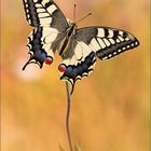 Papilio machaon