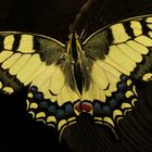 Papilio machaon