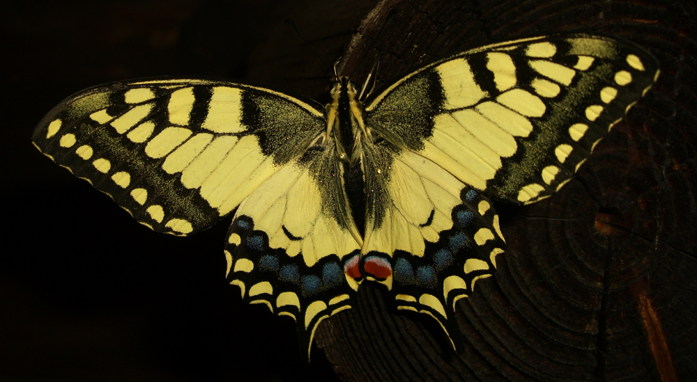 Papilio machaon