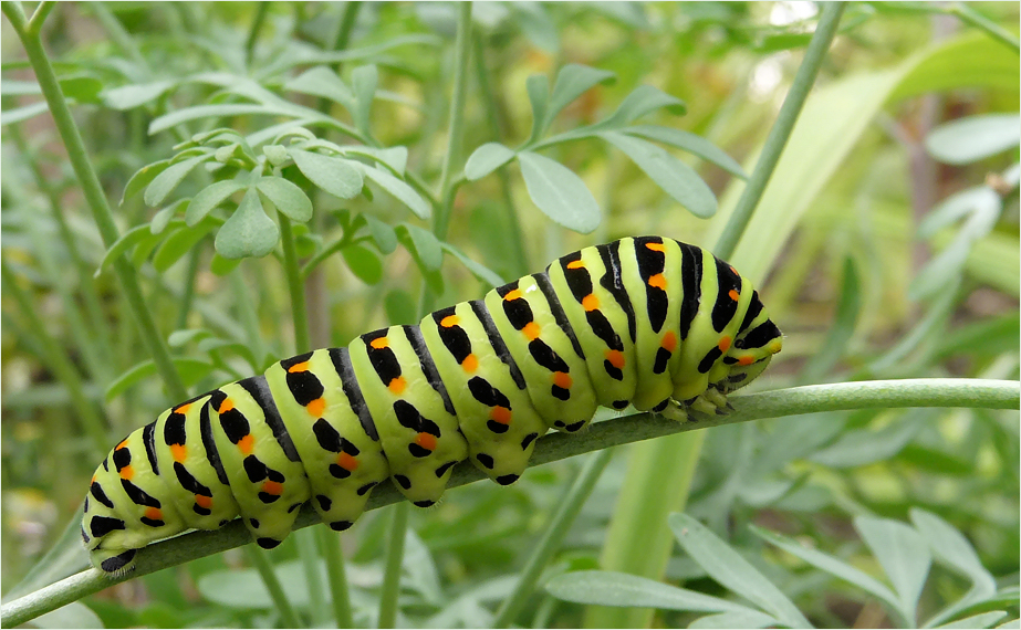 . papilio machaon .