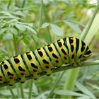 . papilio machaon .