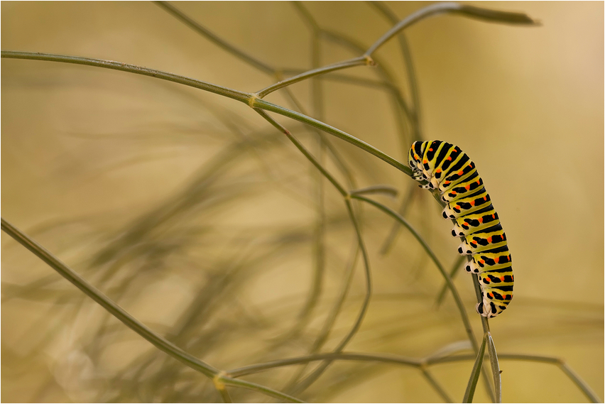 Papilio machaon...