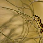 Papilio machaon...