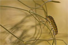 Papilio machaon...