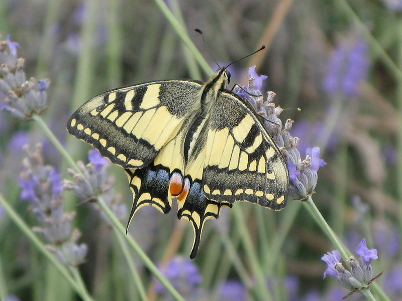 Papilio Machaon