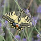 Papilio Machaon