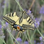 Papilio Machaon