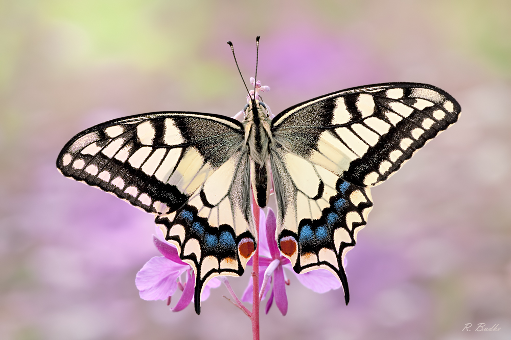 Papilio machaon