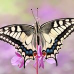 Papilio machaon