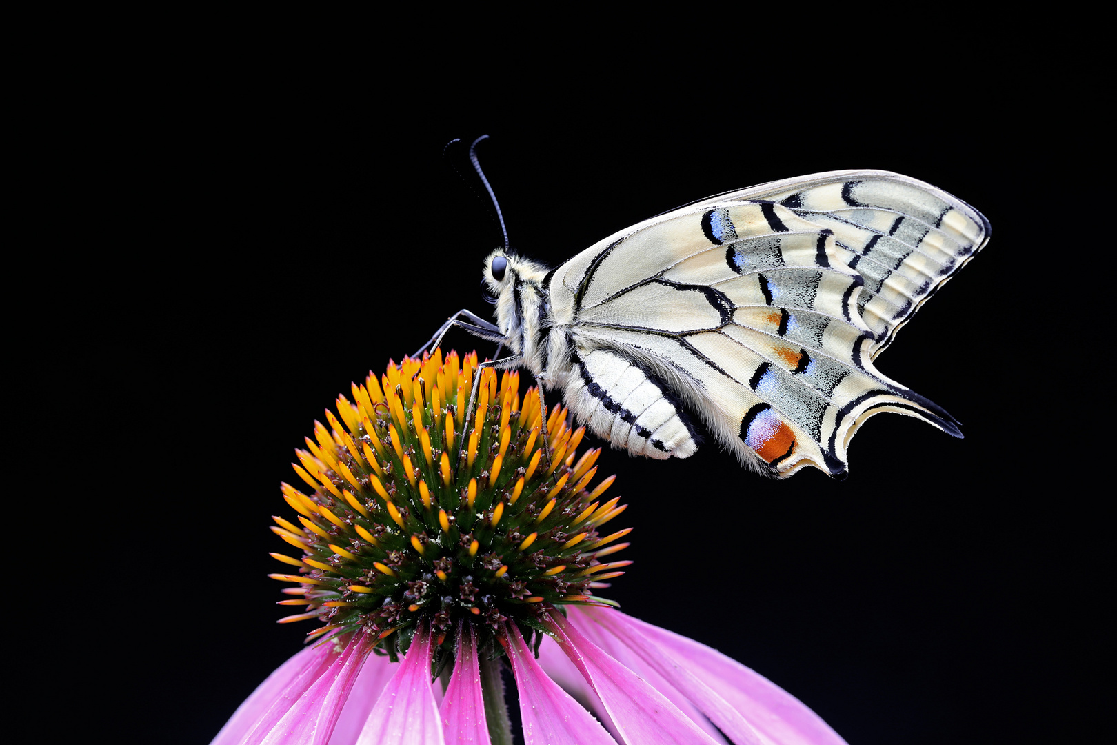 Papilio machaon Foto & Bild tiere, wildlife, schmetterlinge Bilder