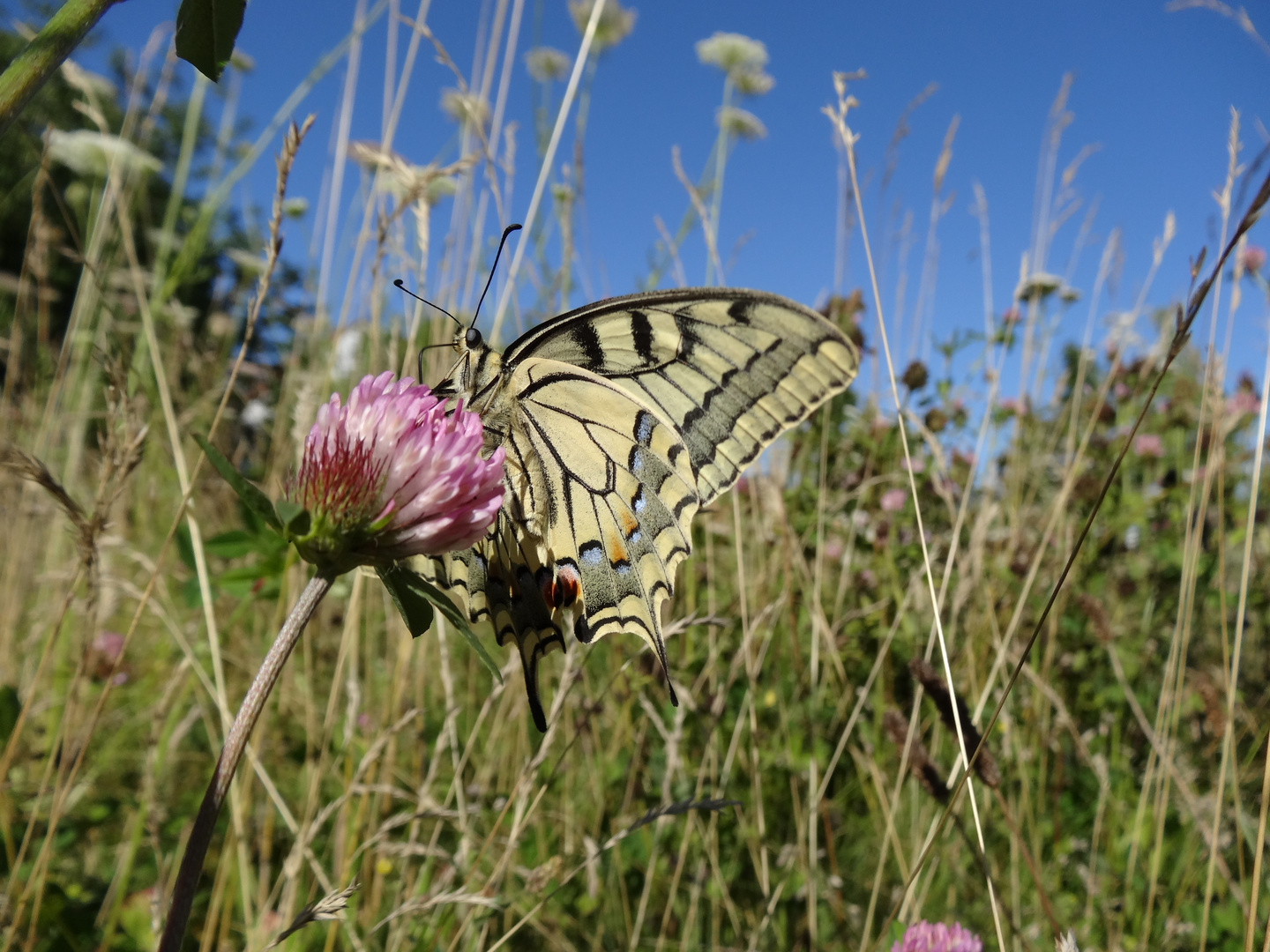 Papilio machaon