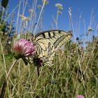 Papilio machaon