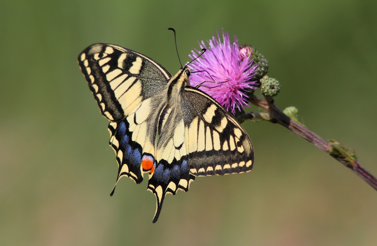 papilio machaon