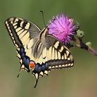 papilio machaon