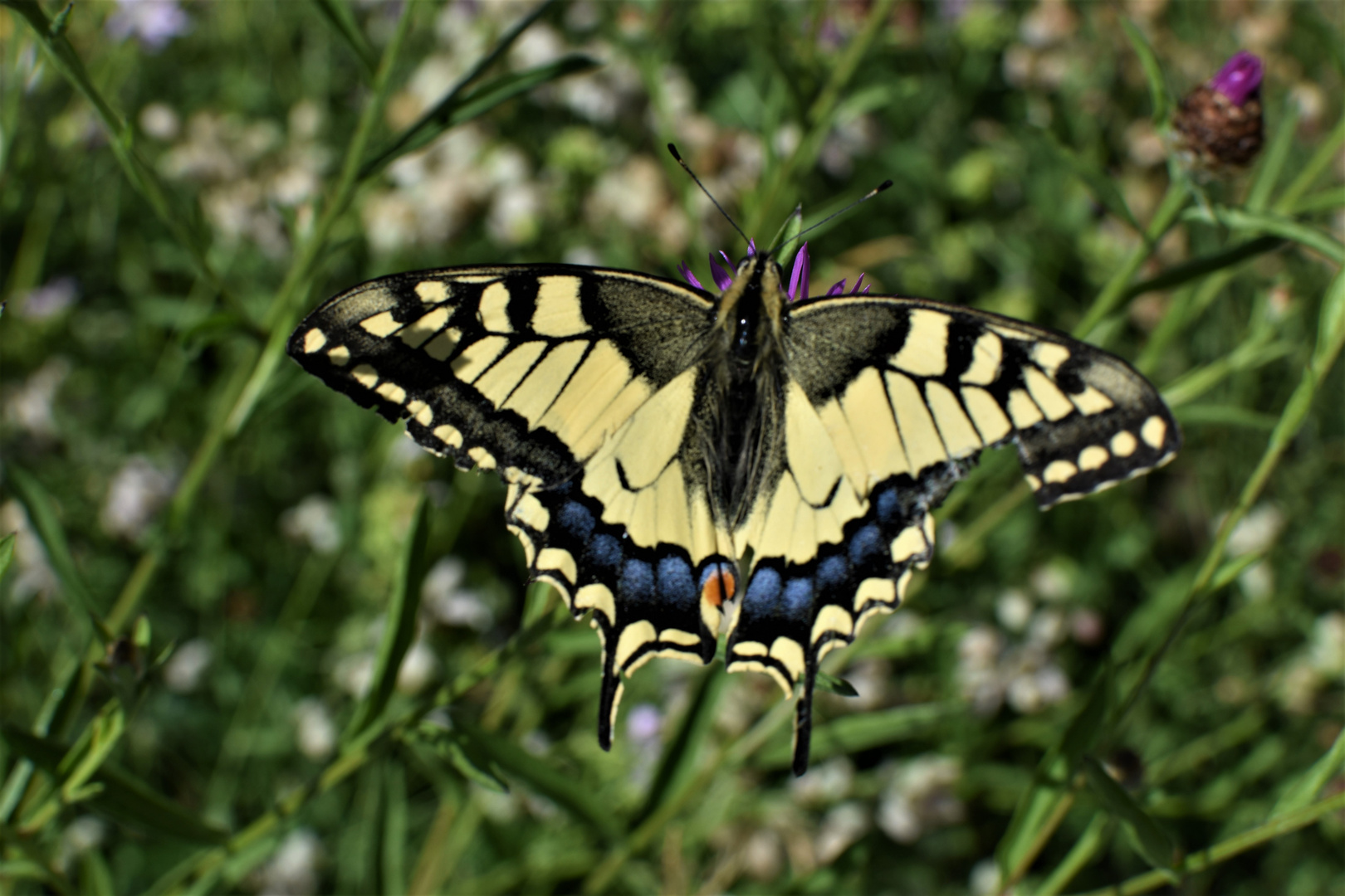 Papilio machaon