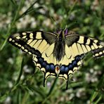 Papilio machaon