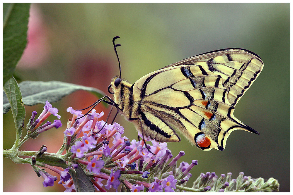 Papilio Machaon Foto & Bild tiere, wildlife, schmetterlinge Bilder