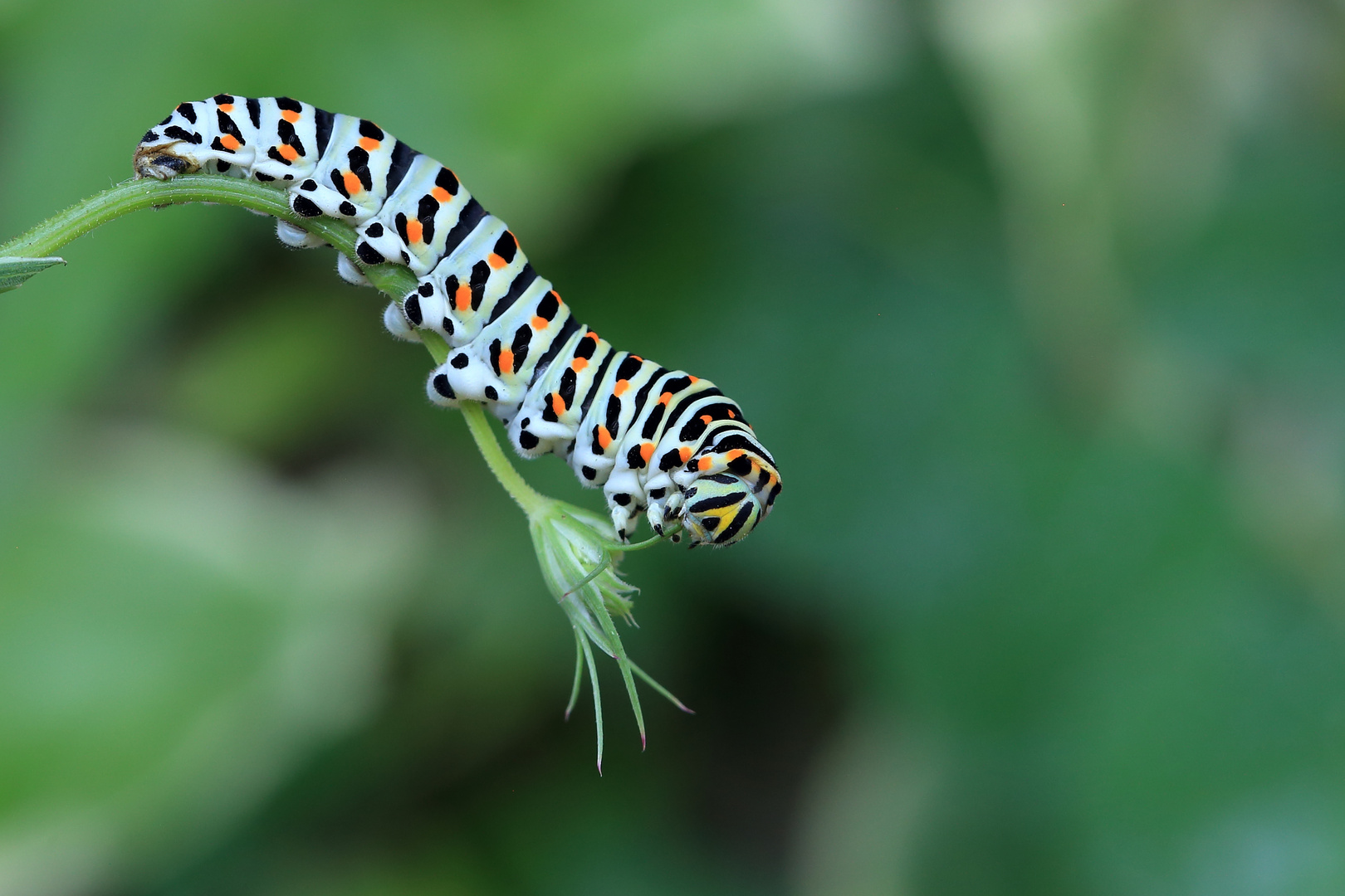 Papilio machaon