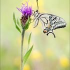 Papilio machaon ...