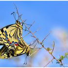 Papilio machaon