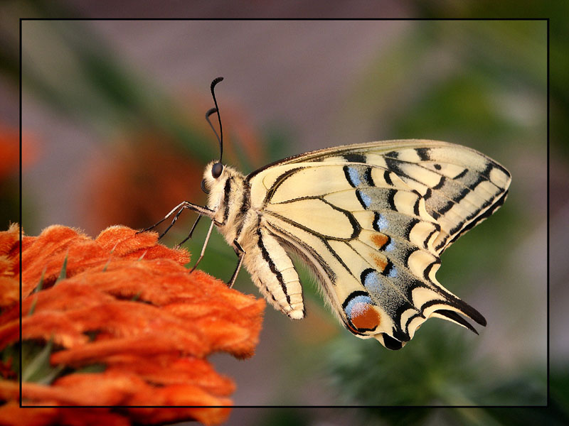 Papilio machaon