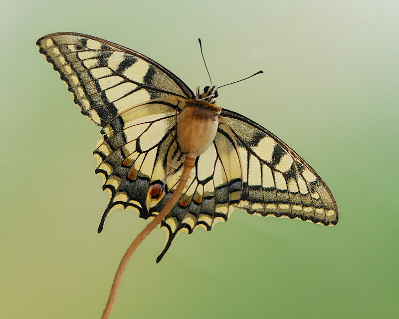 Papilio machaon