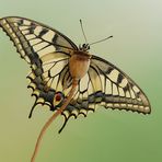 Papilio machaon