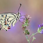 Papilio machaon