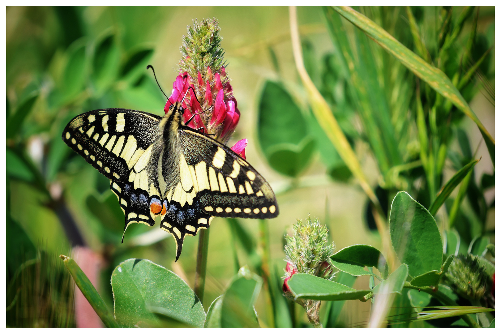 papilio machaon 