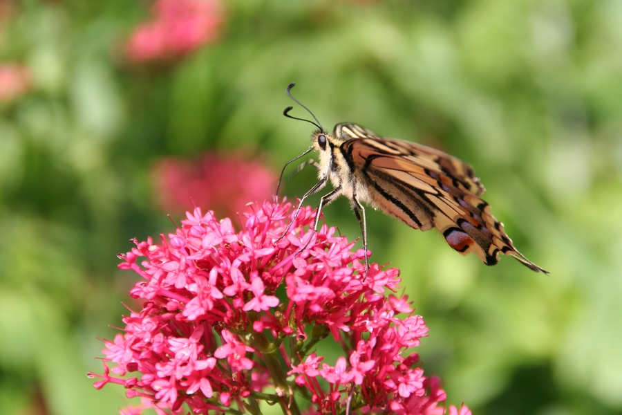 papilio machaon