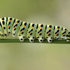 Papilio machaon