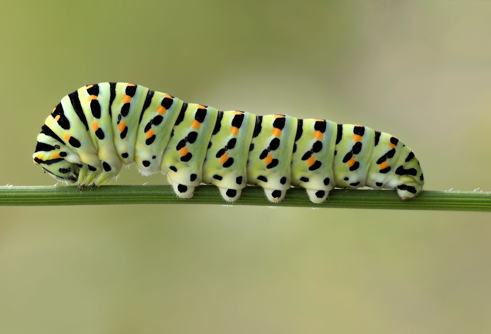 Papilio machaon