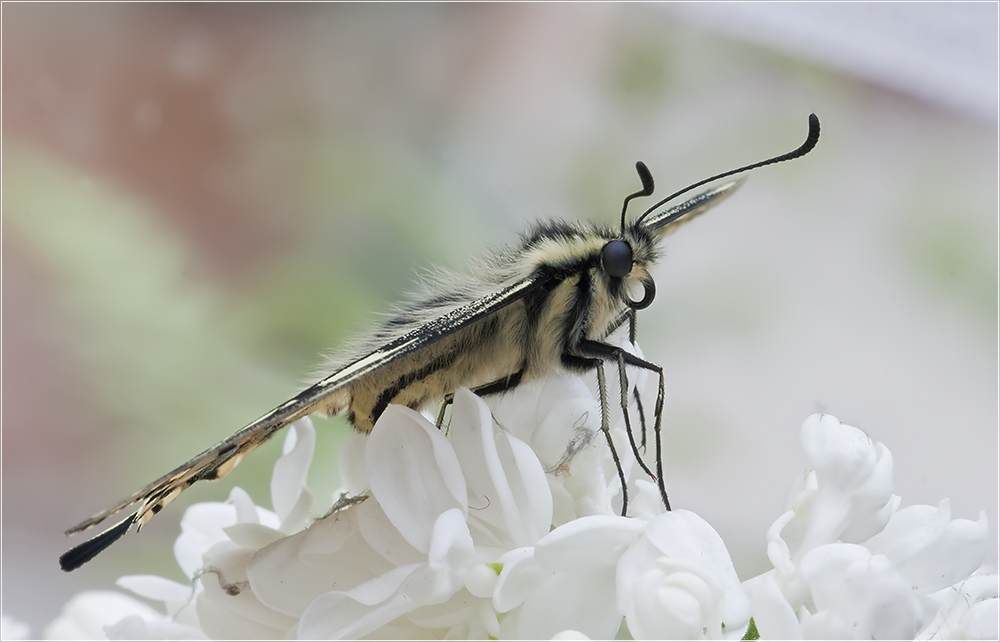 Papilio machaon