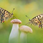 Papilio machaon