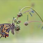 Papilio machaon