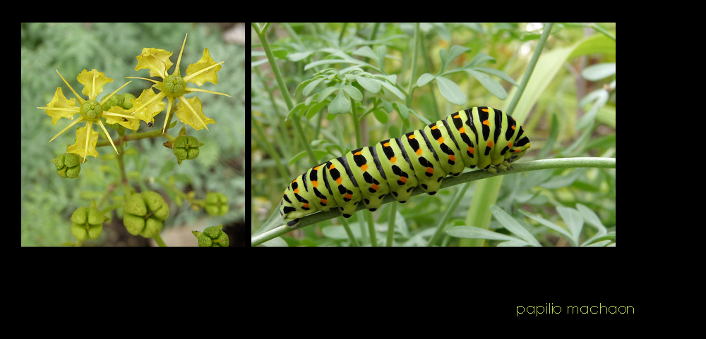 . papilio machaon .