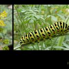 . papilio machaon .