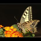 PAPILIO MACHAON........