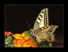 PAPILIO MACHAON........