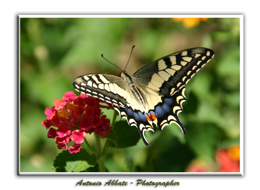 Papilio machaon